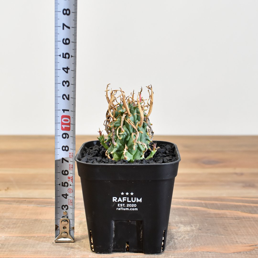 ユーフォルビア　スコエンランディ⑥闘牛角【実生苗】 ユーフォルビア スコエンランディ 