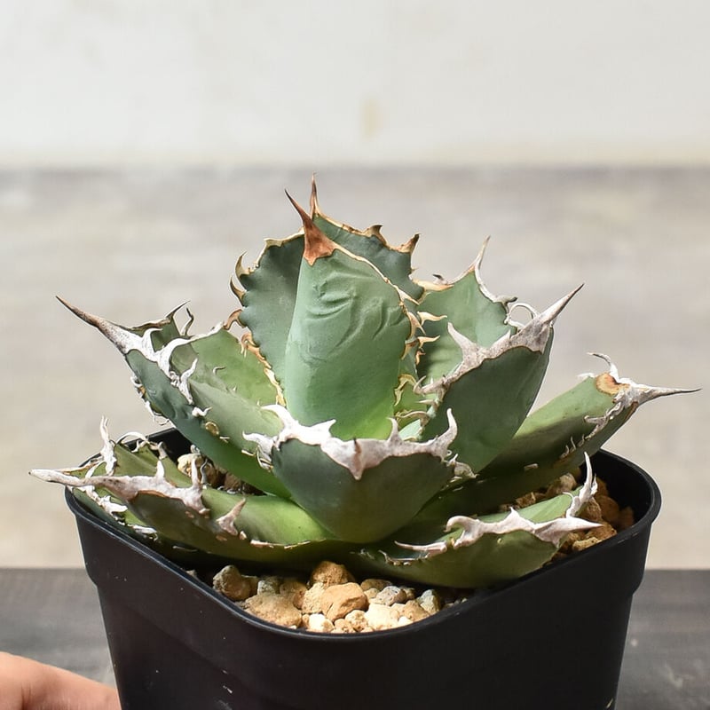 アガベ Agave titanota #CS-XXX #agave #アガベ #titanota #チタノタ #oteroi