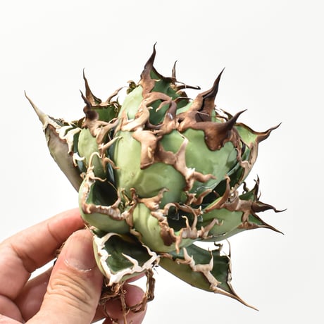 【5CLAW】アガベ チタノタ シーザー / 精品凱撒 【台湾 dragon agave産/中株/抜き苗】RFDG25010971(T)