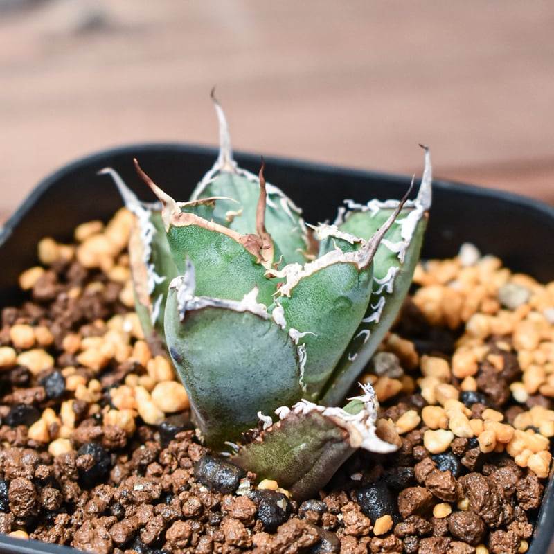 アガベ チタノタ ノーネーム 美株】アガベチタノタ ノーネーム