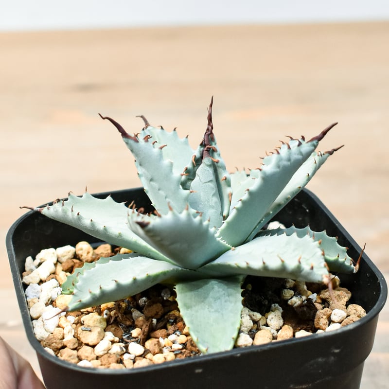 アガベ　ハイブリッド　象牙妖炎×楊貴妃　超希少　② ⚡️Agave hybrid⚡️ 楊貴妃×象牙妖炎 投稿1枚目親株の母、父です。 2