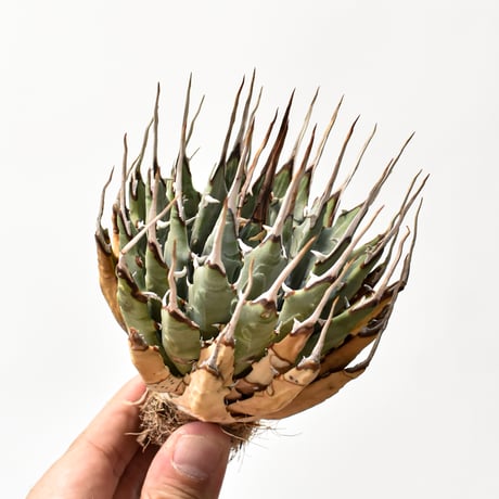 CATEGORY ユタエンシス | RAFLUM / ラフラム｜東京、大阪の塊根植物