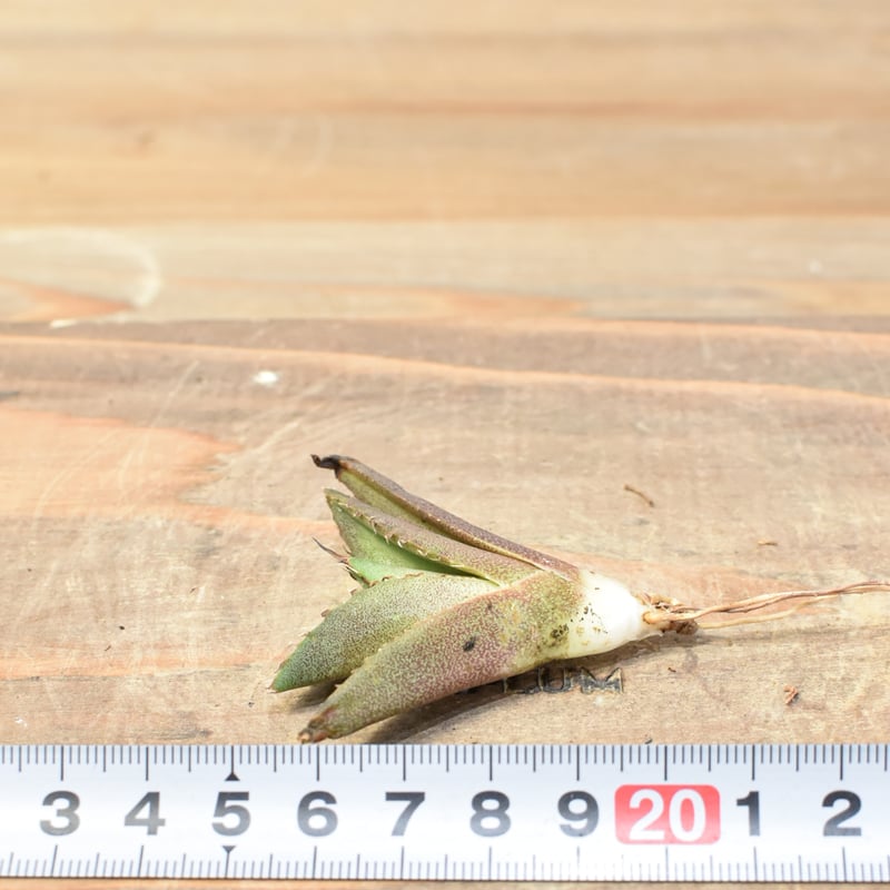 アガベ チタノタ 