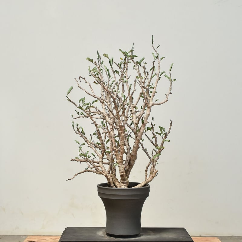 センナ メリディオナリス　発根済み RAFLUMコレクション】センナ メリディオナリス 