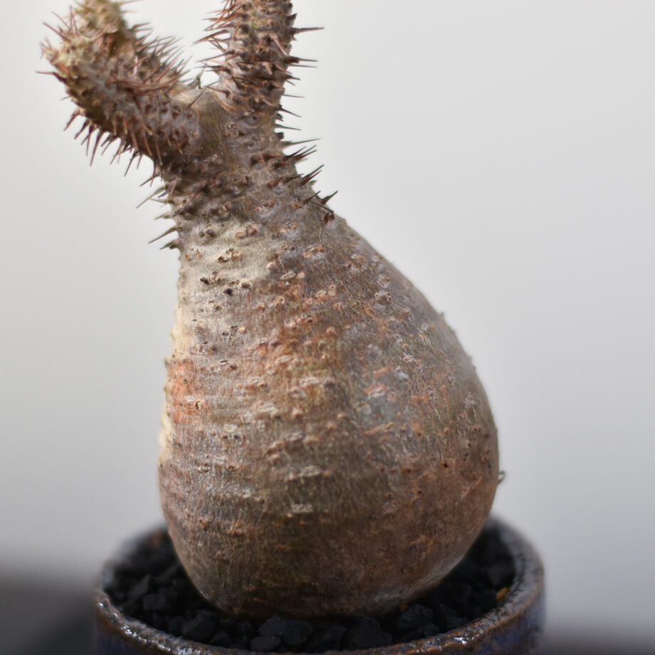 良型】グラキリス 発根済 鉢なし 赤肌