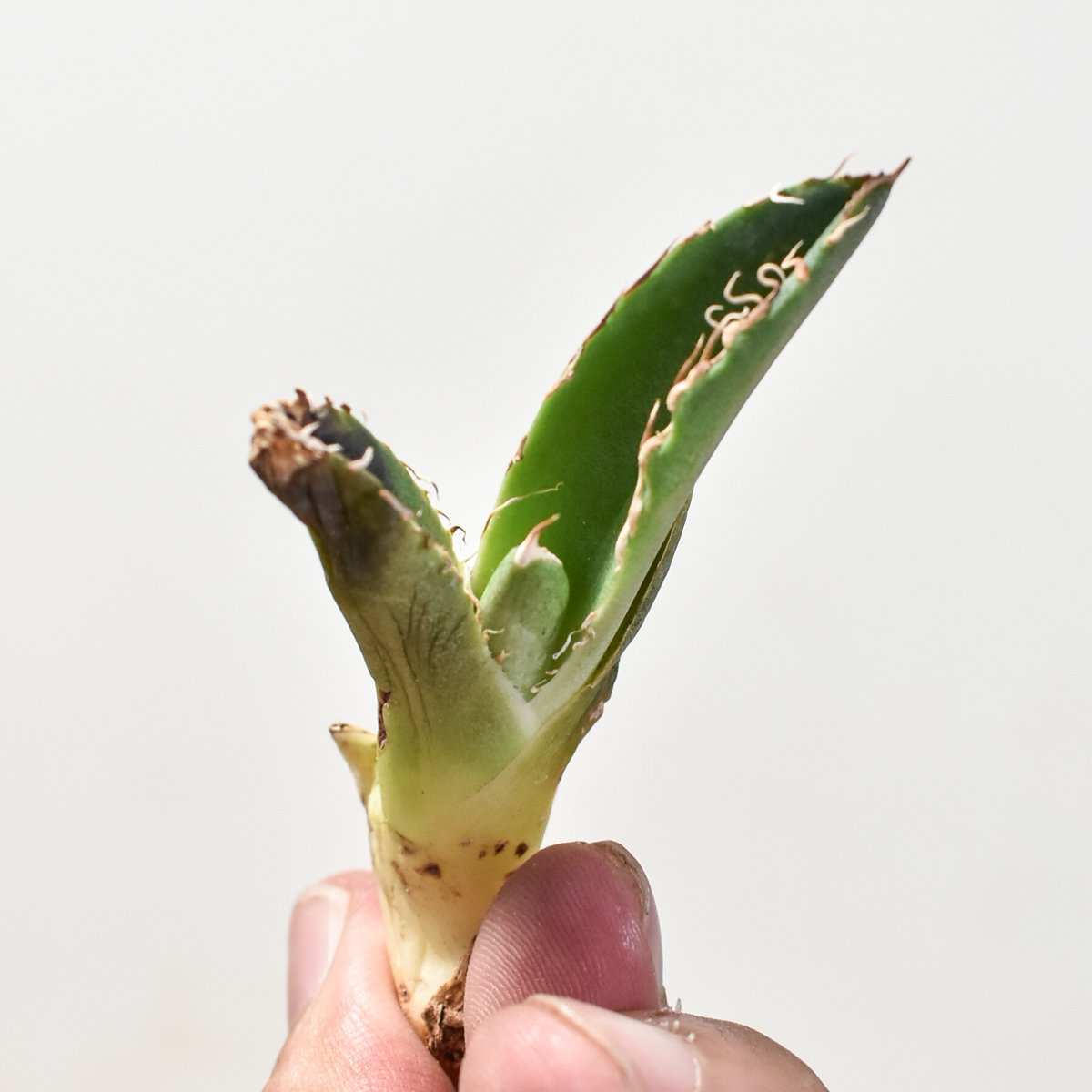 アガベ チタノタ 