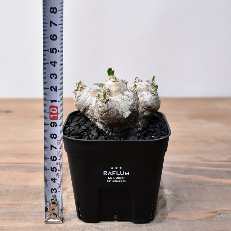 パキポディウム ブレビカウレ 