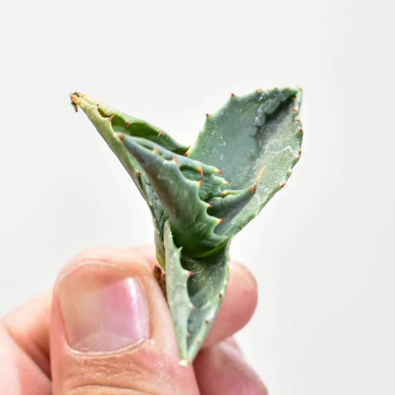 エボリスピナ × スポーン × イシスメンシス　ハイブリッド　ジェレミー アガベ hybrid イシスメンシス×エボリスピナ/甲蟹X妖炎 【台湾