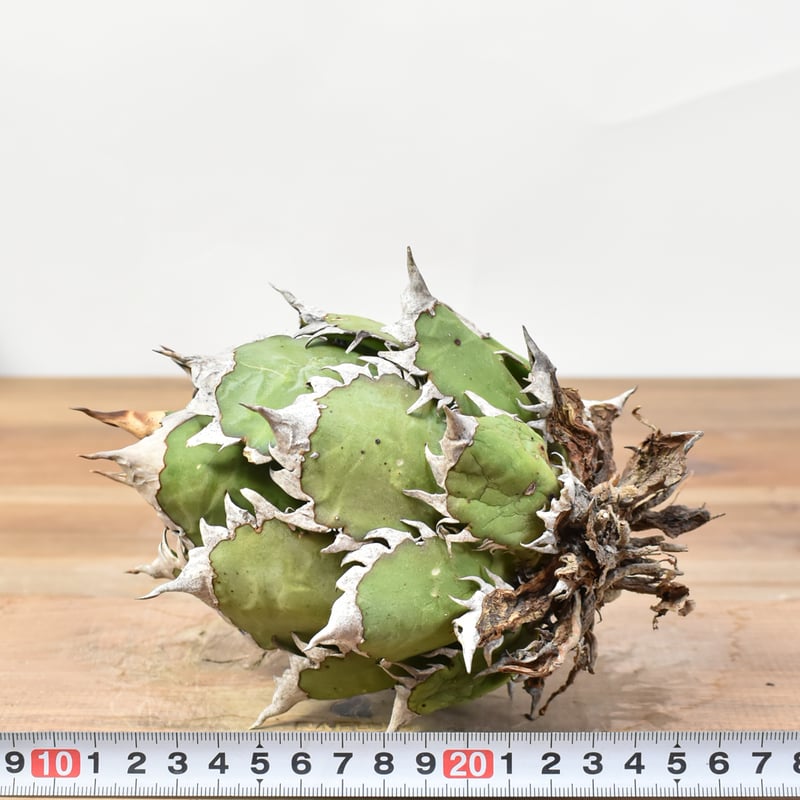 国内実生最高峰】アガベ チタノタ 赤猫 / レッドキャット【OSPセレクト