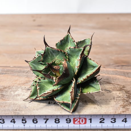 アガベ チタノタ "精品緑犀牛"   【台湾 dragon agave産/中株/抜き苗販売】A26