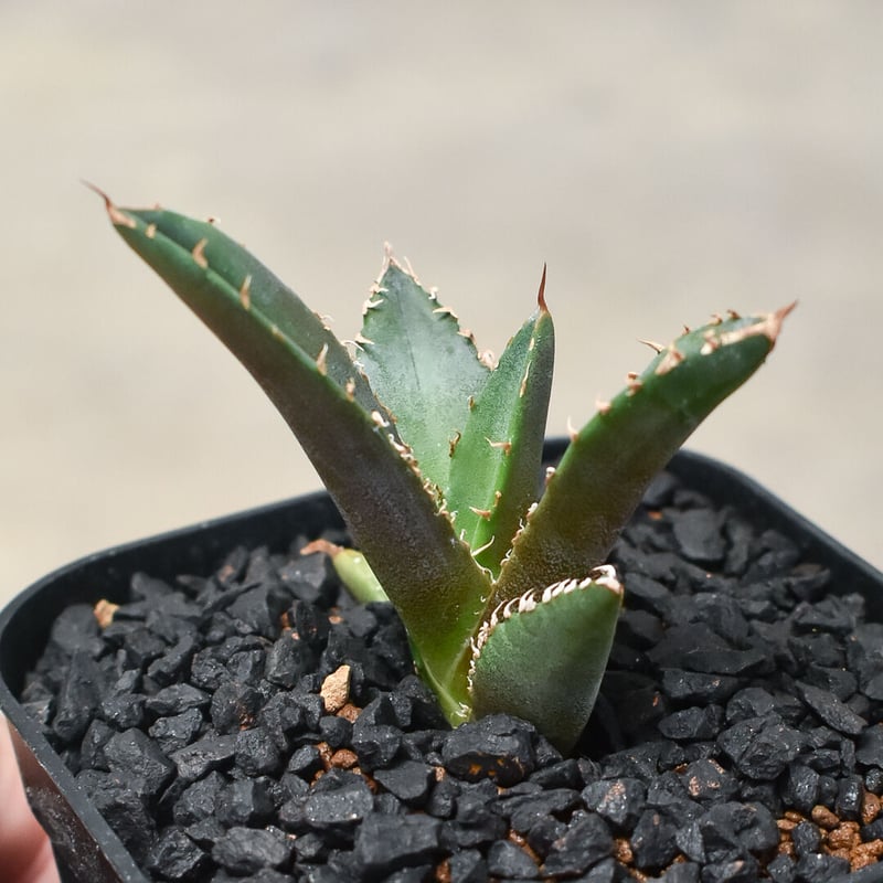 アガベ チタノタ ホワイトファイヤー 