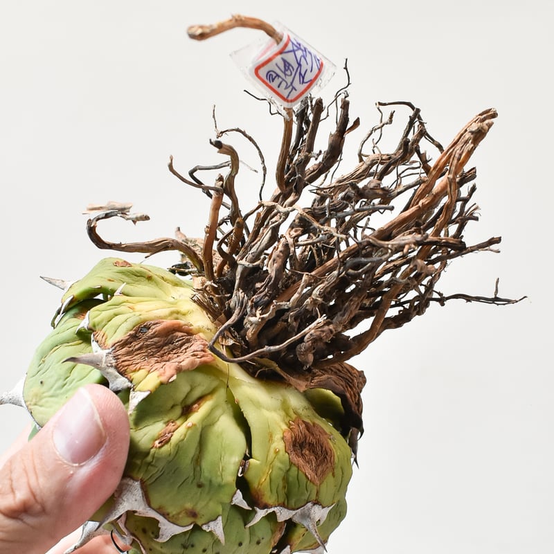 アガベ チタノタ ドワーフ / 