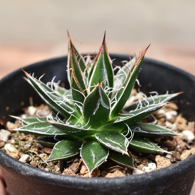 アガベ　パラサナファイヤーボール　メキシコ輸入株　大株　抜き苗　地植え管理 大株 アガベ 抜き苗 アガベ パラサナ ファイヤーボール 大株 子株付き