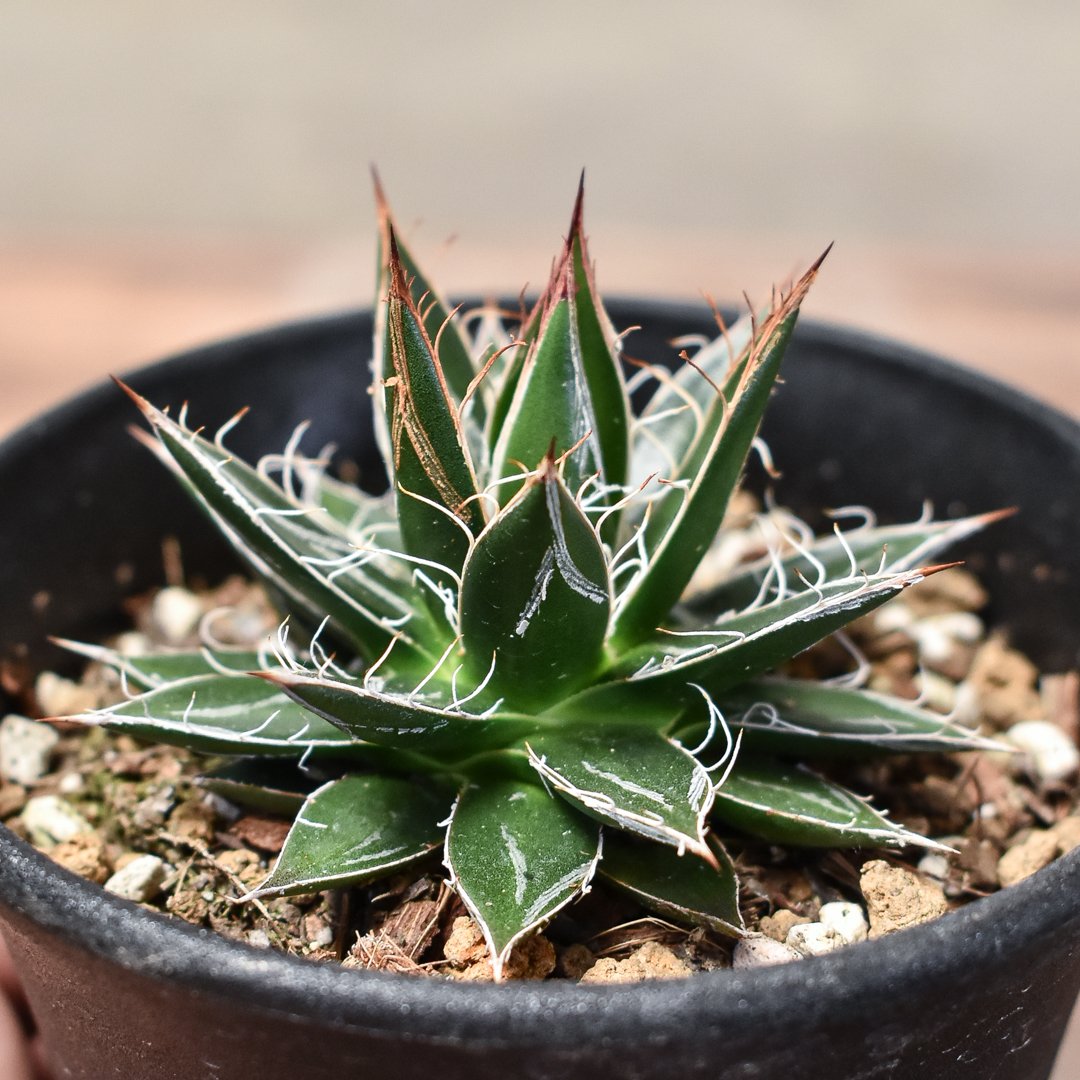 〚美株〛アガベ・シジゲラロイヤルフラッシュ 2025年最新】ロイヤルフラッシュ アガベの人気アイテム - メルカリ
