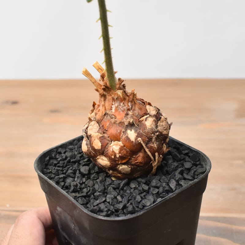 サイカス カイルンシアナ 【実生】RF25011359 | RAFLUM / ラフラム