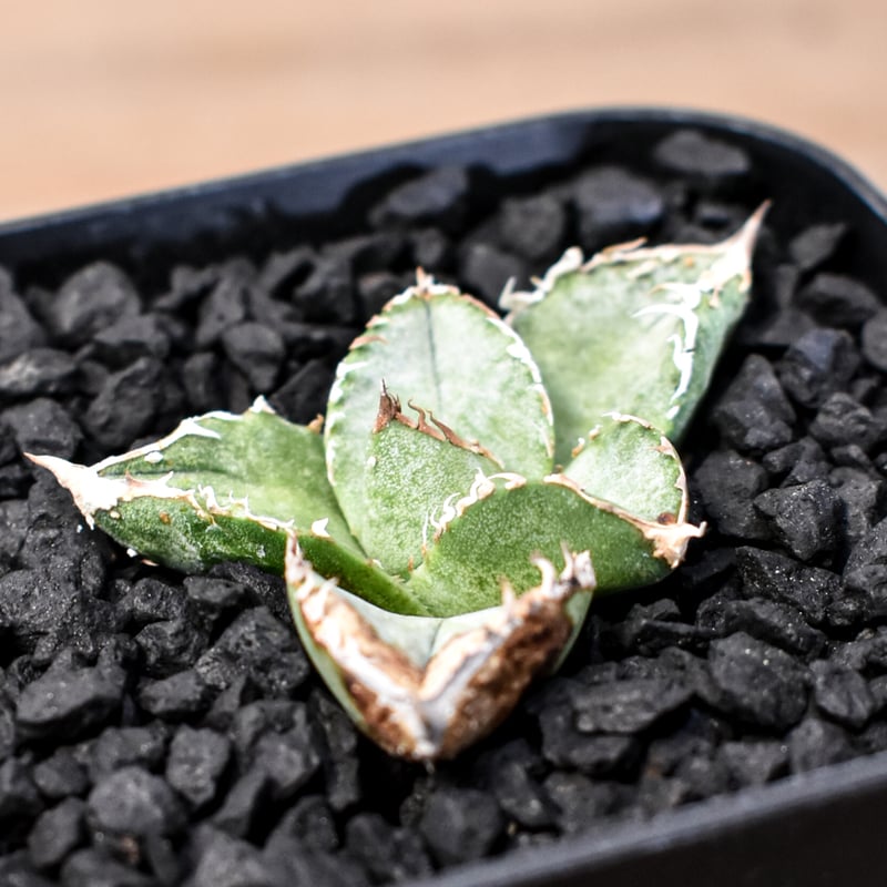 アガベ チタノタ Shi-hao 