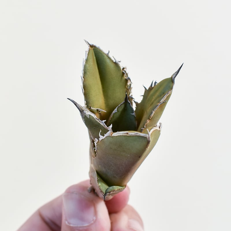 アガベ チタノタ　黒火焔　特選　台湾由来　Berlin産　大きめ子株 アガベ チタノタ 黒火焔 特選 台湾由来 Berlin産 良サイズ子株 アガベ