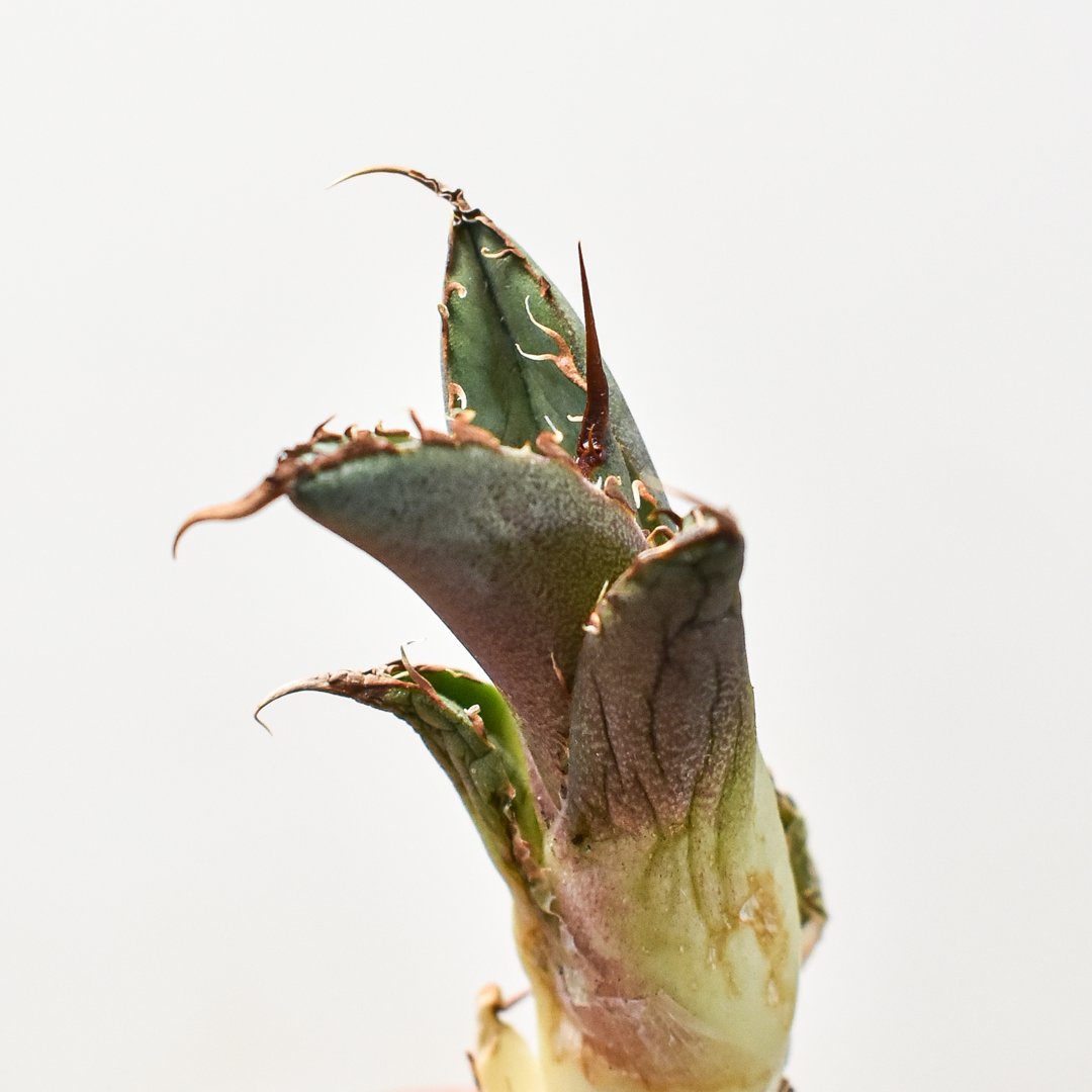 アガベ チタノタ 巨獣 【台湾 dragon agave産/抜き苗】DG2400611 | R