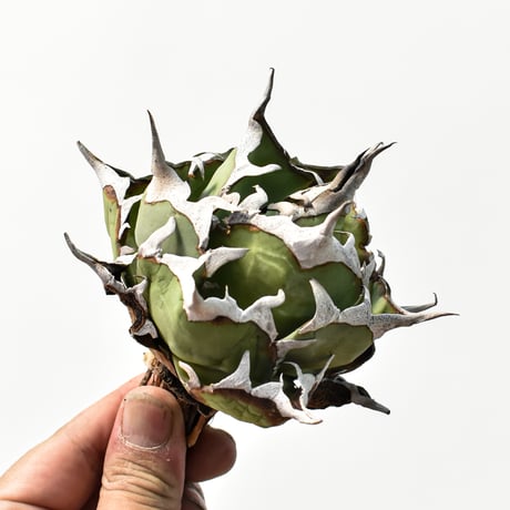 アガベ チタノタ "精品ハデス" / 精品黒帝斯、精品恐竜牙歯 【台湾 dragon agave産/中株/抜き苗】C107