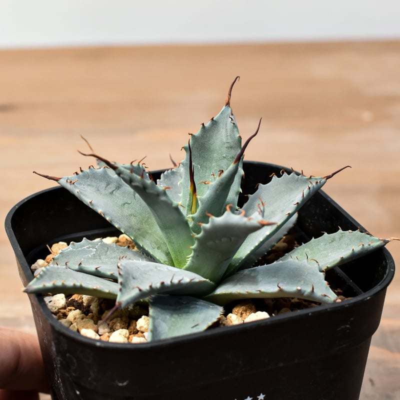 アガベ ハイブリッド 'Illusion' ボビマエア斑入り アガベ ハイブリッド 'Illusion' ボビマエア斑入り