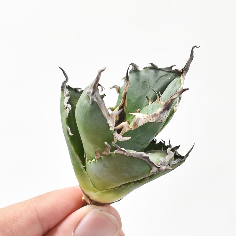 アガベ チタノタ 黒犀牛 超選抜　子株活着済み アガベ・チタノタ 黒犀牛（小株）-017｜Titanota black rhino | Plu