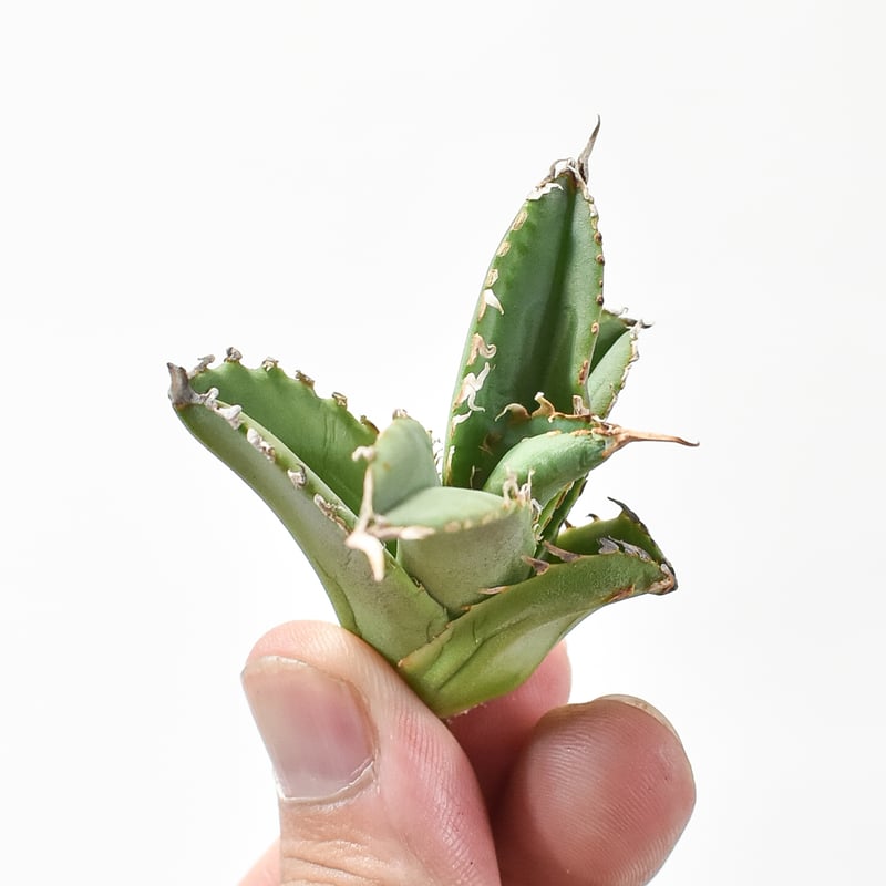 チタノタ　台湾ゴジラ　子株 アガベ チタノタ ゴジラ 