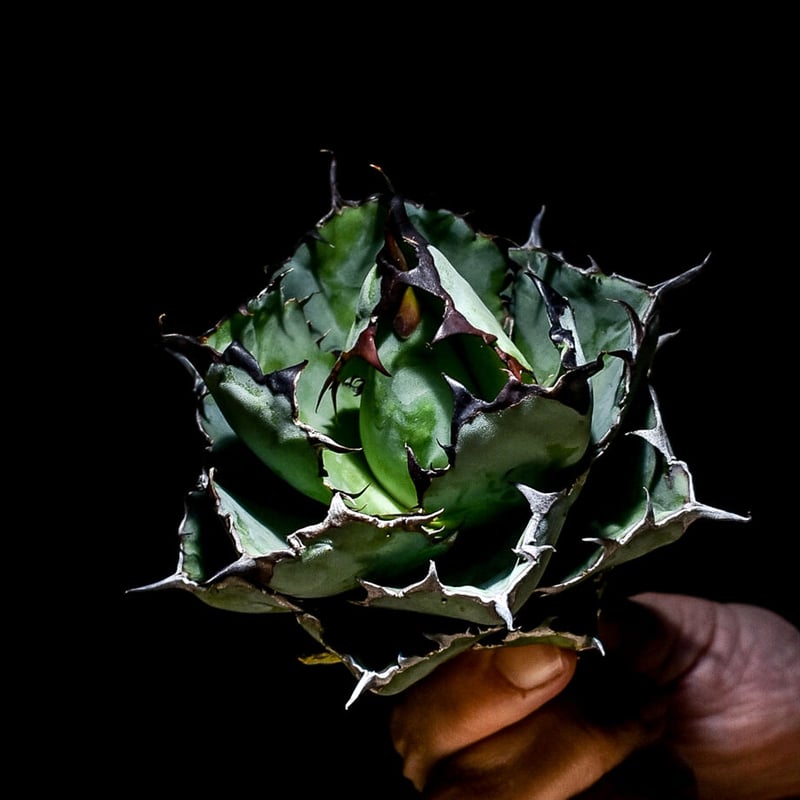 アガベ チタノタ BB BLACK＆BLUE 超々大型株 抜き苗発送送料込み