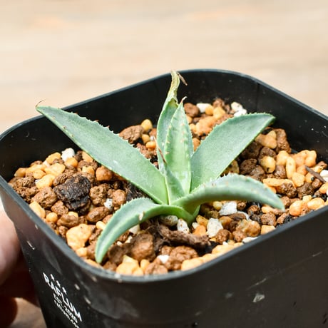 アガベ ハイブリット "血羅刹" (特白肌怒雷神×血妖) 【台湾botanical_seeker産】A RF25011427