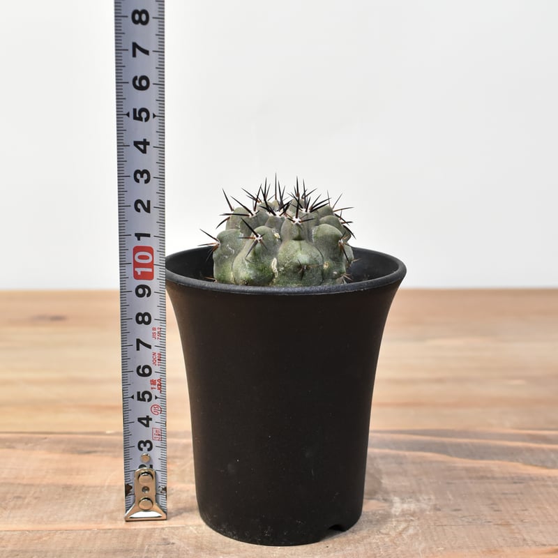 ち*ら様 黒王丸　コピアポア　シネレア コピアポア シネレア 黒王丸 | hanayoshi-botanical