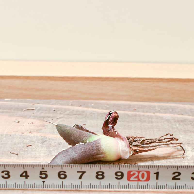 や*ぺ様 ❤️開花株❤️超レア❤️625【Ashwood】【TINKERBELL 限定品種✽ペチュニア✽さくらクルール | hananokoya*gnome