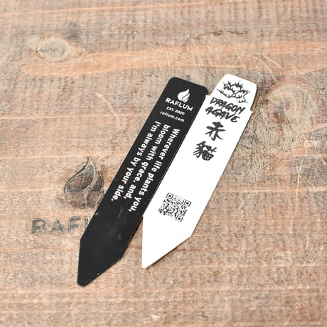 アガベ チタノタ "精品レッドキャットウィーズル" / 精品赤猫 , 精品紅猫  【台湾 dragon agave産/中株/抜き苗】E DG25010378(T)