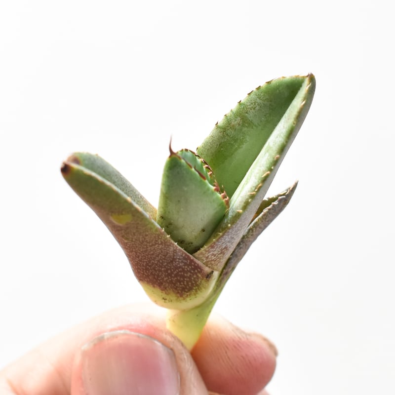 アガベ チタノタ 