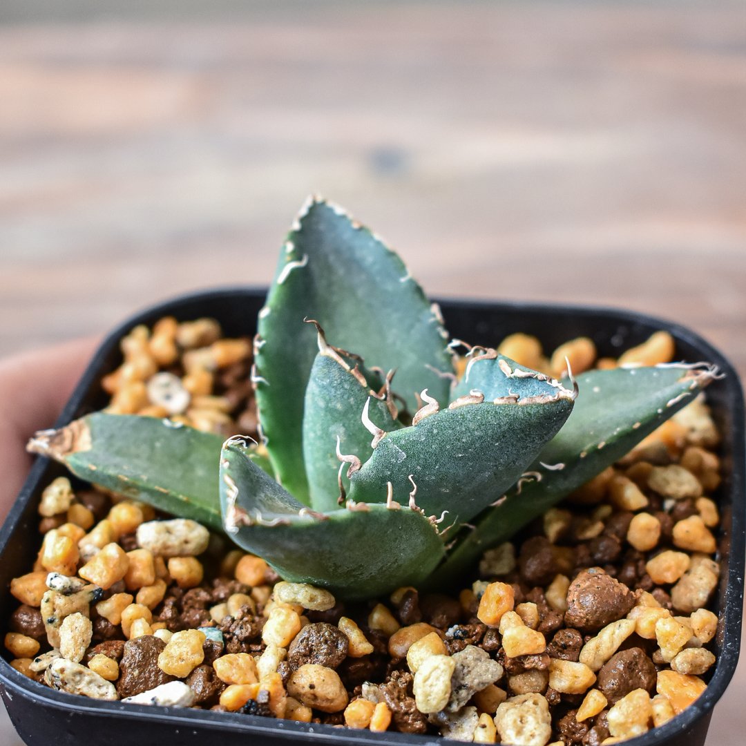 ☆台湾産☆アガベ チタノタ 魔花龍 子株 冰雹 ぶつぶつ ドラゴン