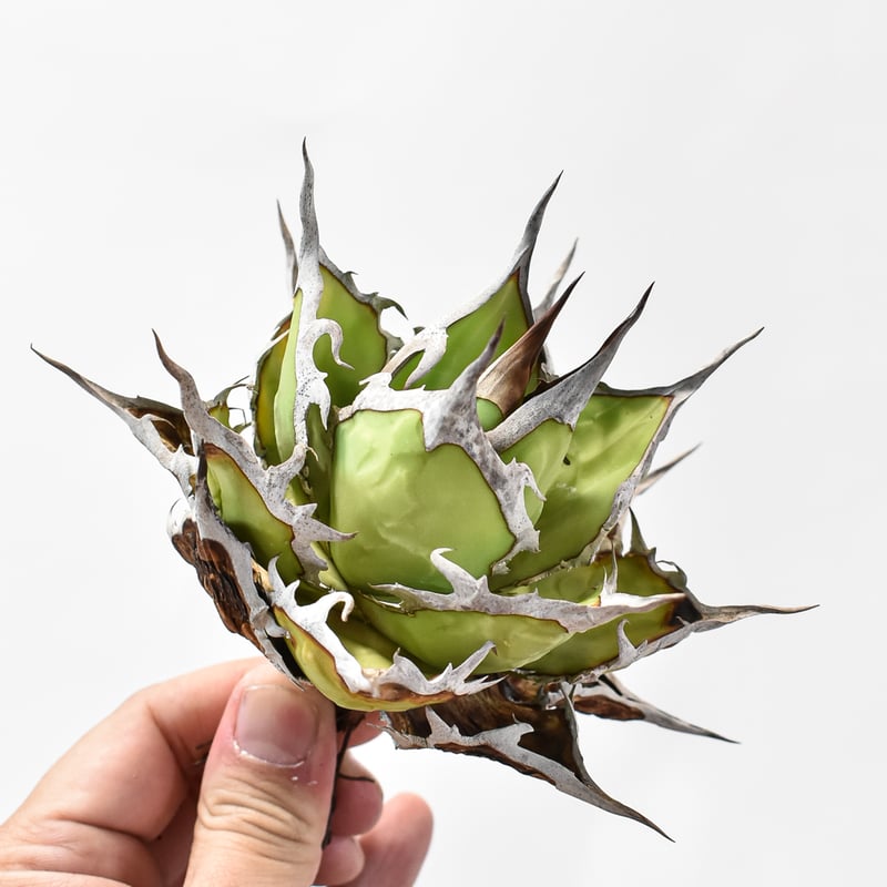 アガベ チタノタ DENNIS ホリダ×鬼爪（026） 