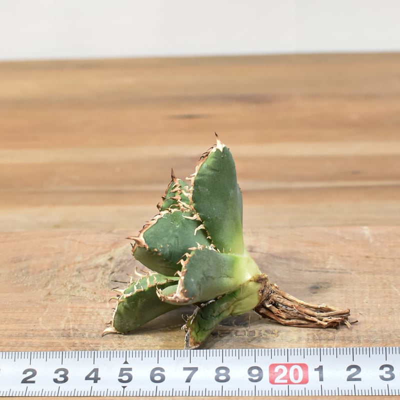 アガベ チタノタ 