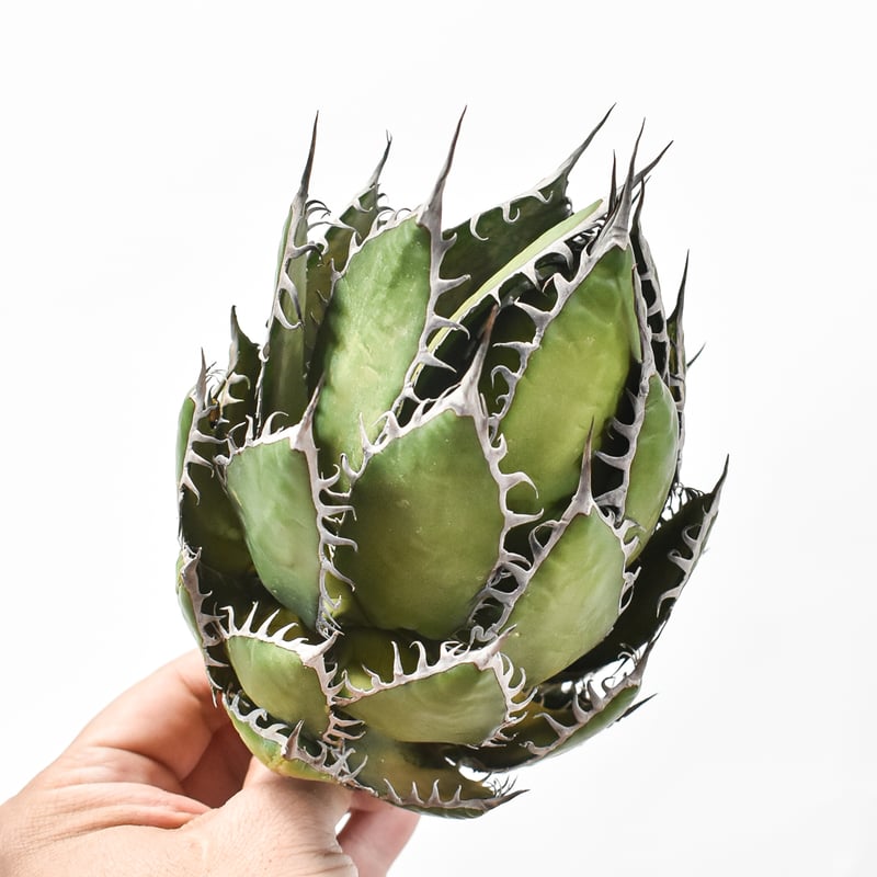 アガベホリダ極上株　Agave horrida No.AHRD021 アガベホリダ極上株 Agave horrida No.AHRD021 アガベ ホリダ