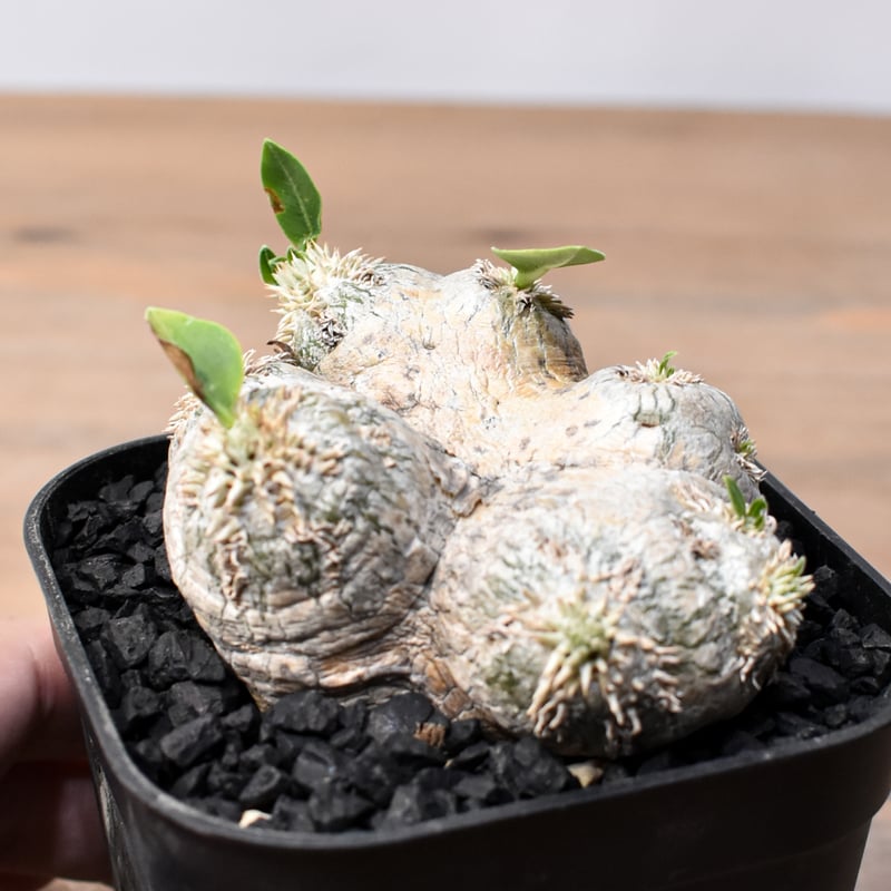 パキポディウム ブレビカウレ 