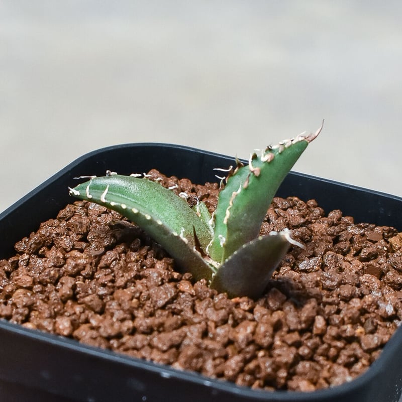 アガベ チタノタ 