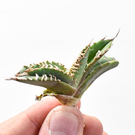 特価】アガベ チタノタ GODZILLA 胴切 発根済 【公式通販】