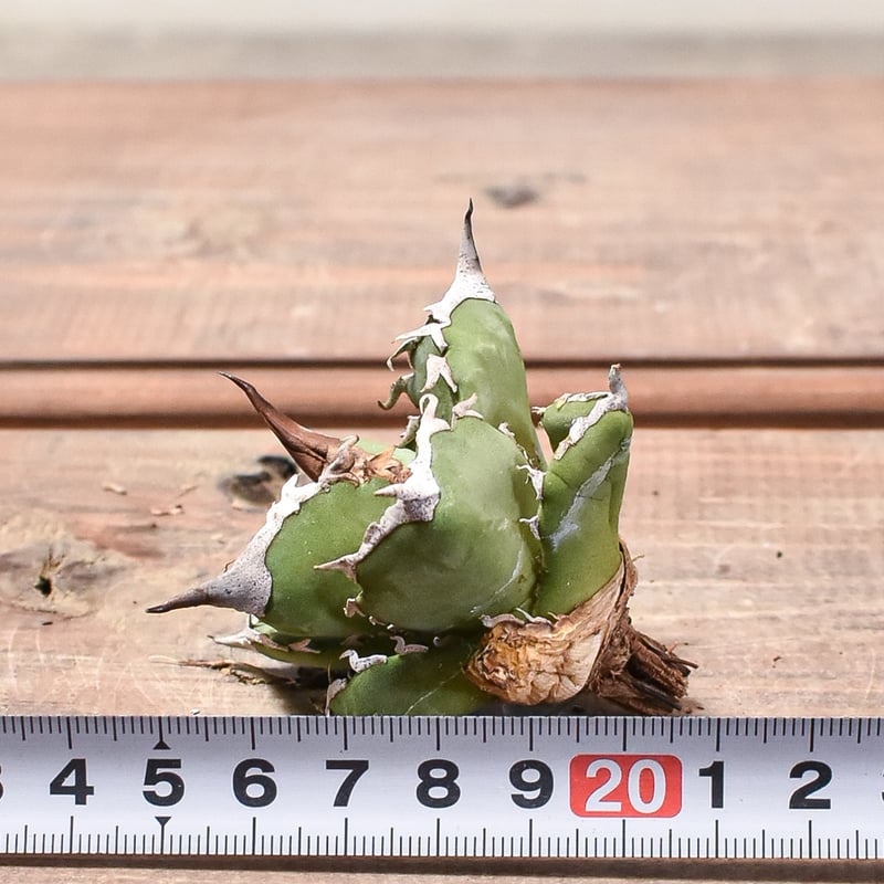 アガベ チタノタ 