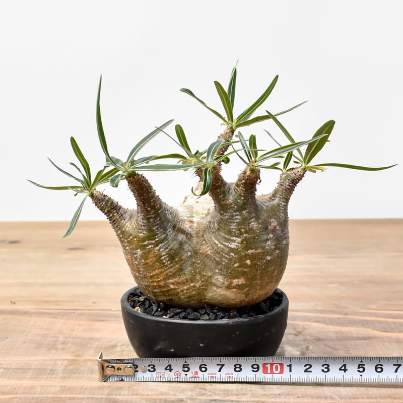 WACK” ON YOUR SIDE】パキポディウム グラキリス WACK-B099 |