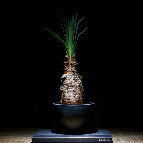 CATEGORY ブーファン | RAFLUM / ラフラム｜東京、大阪の塊根