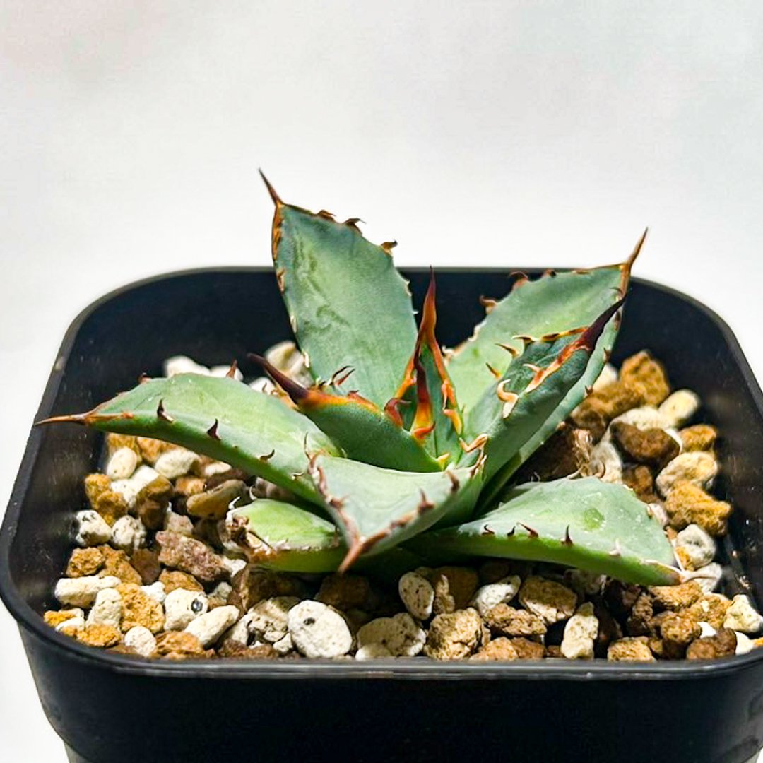 Dennis hybrid 黑帝斯x妖炎 /ハデス×エボリスピナ 【台湾DENNIS産】RFD