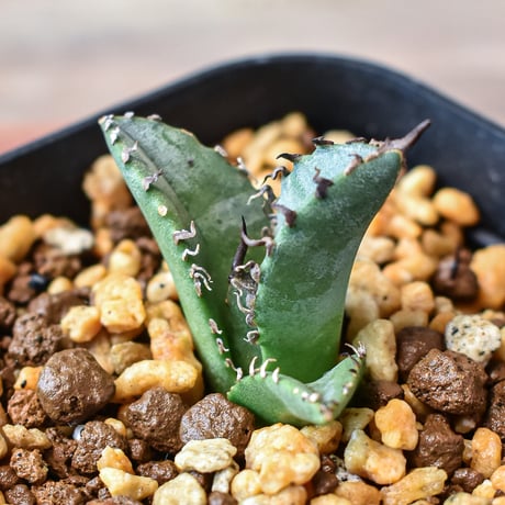 アガベ チタノタ "黒犀牛" 【台湾 dragon agave産/発根済/子株】DG2401593