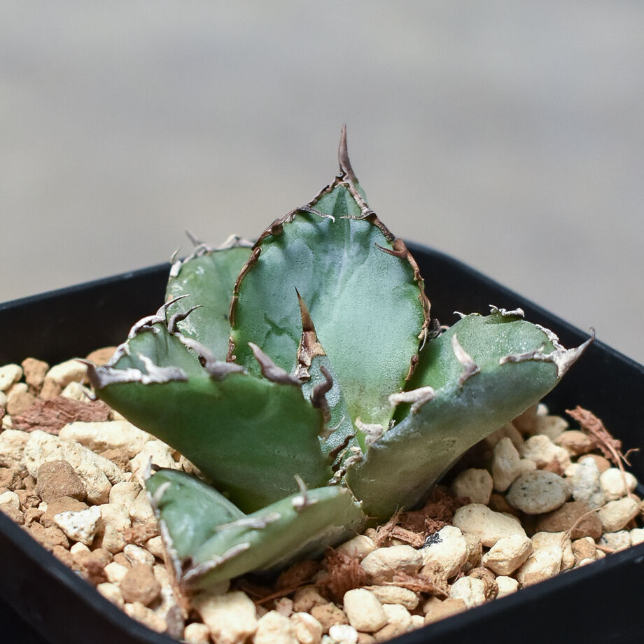 【激締親株出品】アガベ　チタノタ　激締まり低重心　ボール株 アガベ チタノタ 