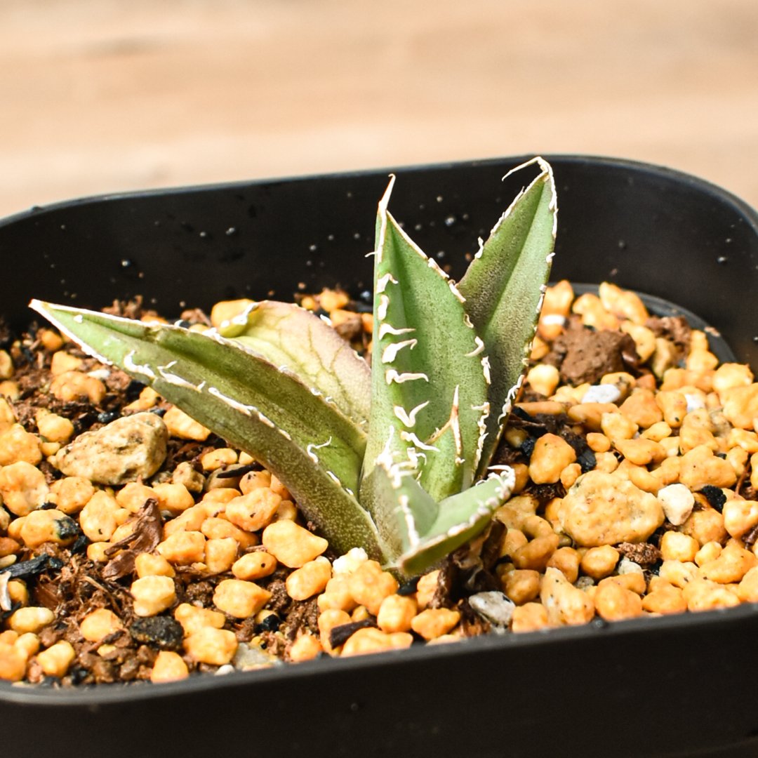 アガベ チタノタ 