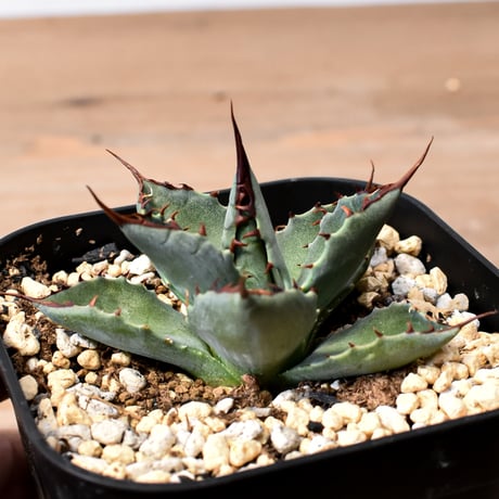 アガベ ハイブリット （パラサナ、イシスメンシス）× 曙光【台湾botanical_seeker産】J RF25011570