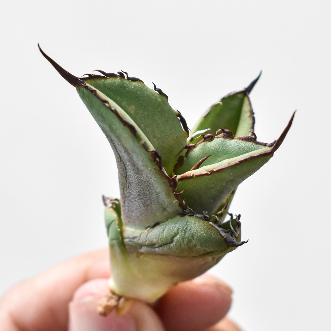 アガべ チタノタ 