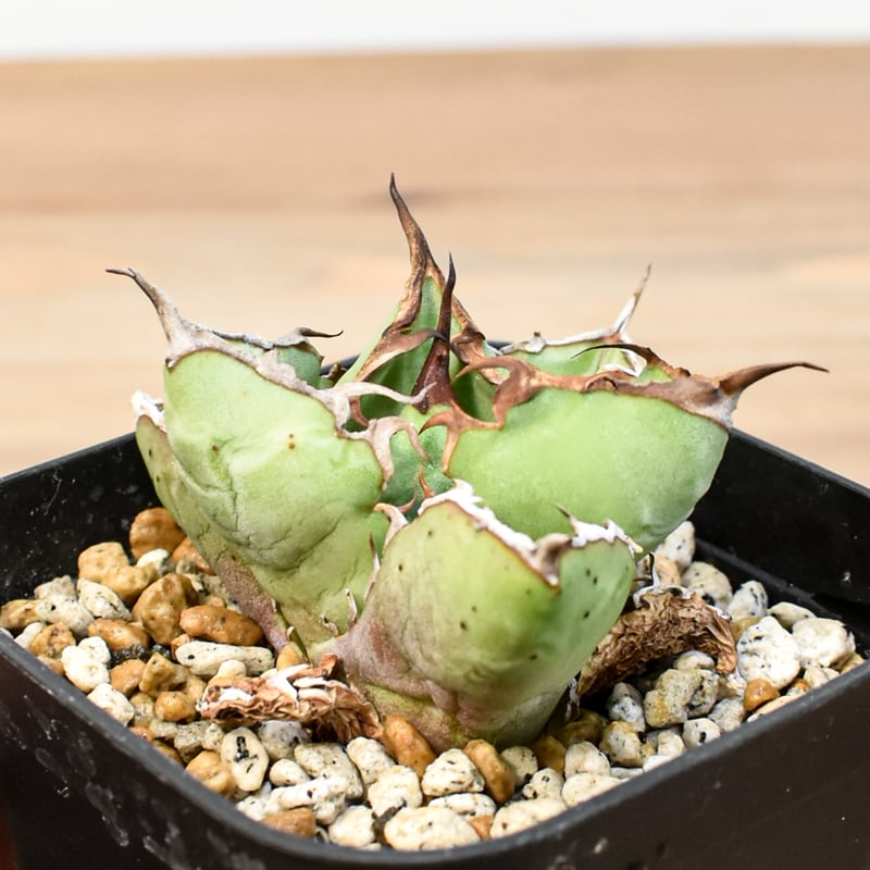 アガベ チタノタ REZA産アングリーハート（中株）※希少 アガベ チタノタ 