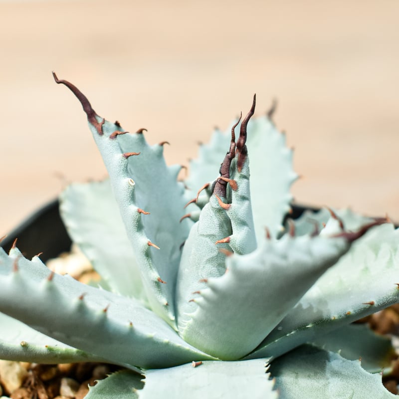 アガベ ハイブリット 雲虎甲蟹×象牙妖炎(モコイシス×陽炎エボリ